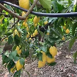 I Limoni 3*