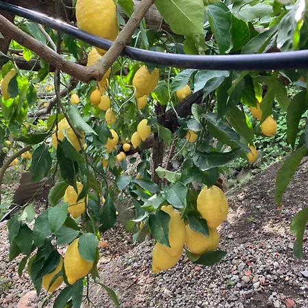 I Limoni 3*