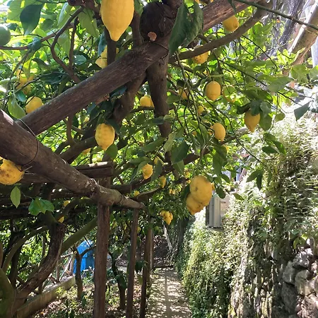 I Limoni Ραβέλλο